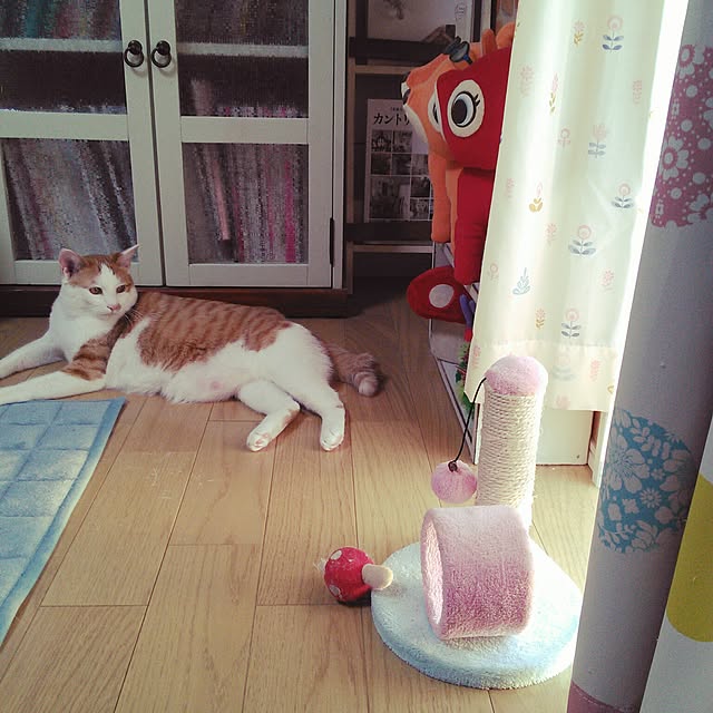 pouさんの実例写真
