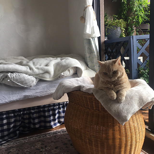 naokoさんの実例写真