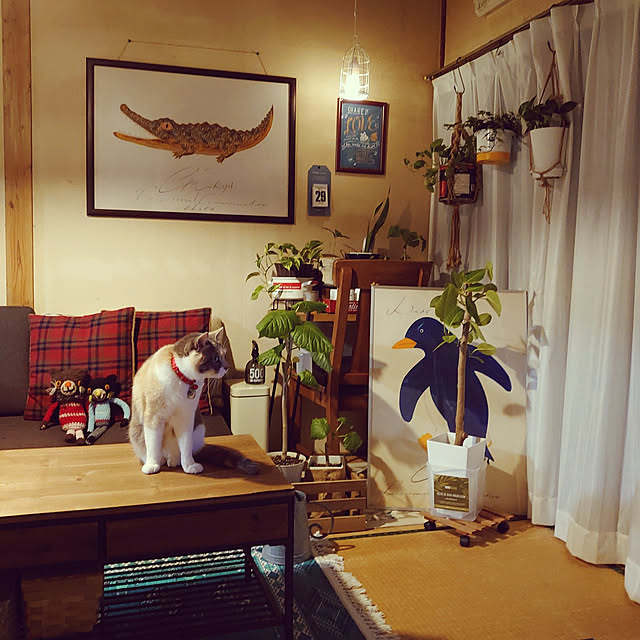 fukuさんの実例写真