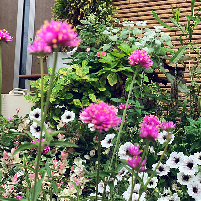 yukarin-gardenさんの実例写真