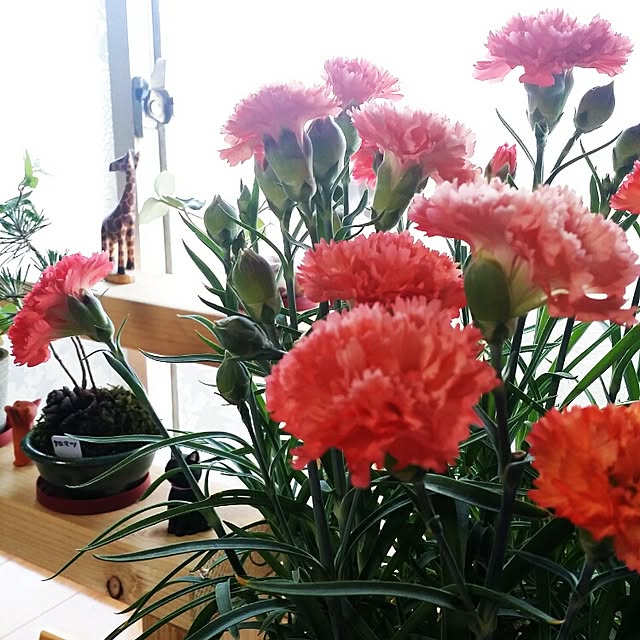hana.1321jpさんの実例写真