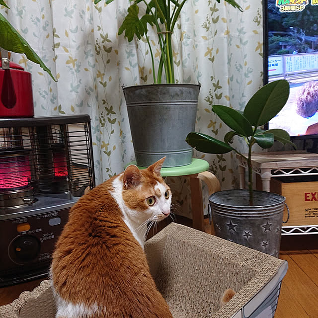 mugi77327732さんの実例写真