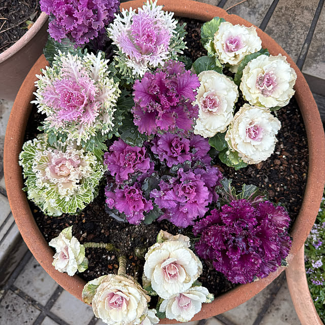 mamizaさんの部屋