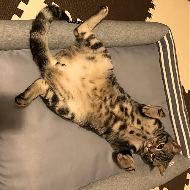 KotarouKunさんの実例写真