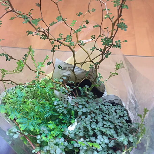 棚/観葉植物のインテリア実例 - 2018-01-08 01:28:50