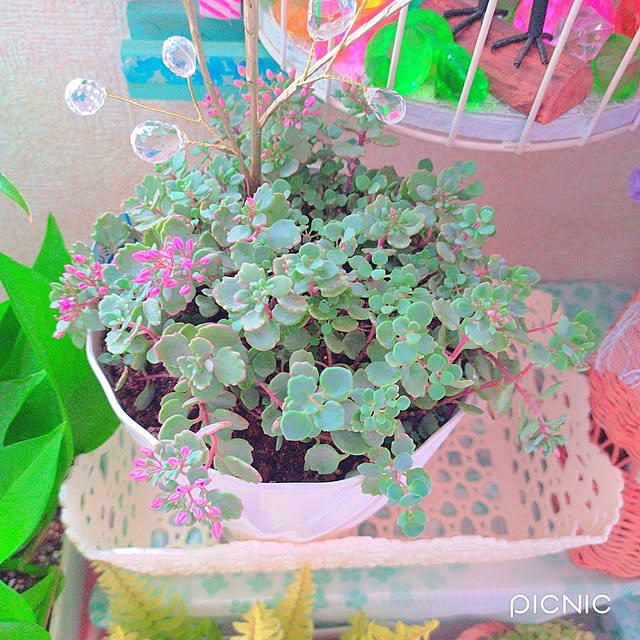 Miyumamaさんの部屋