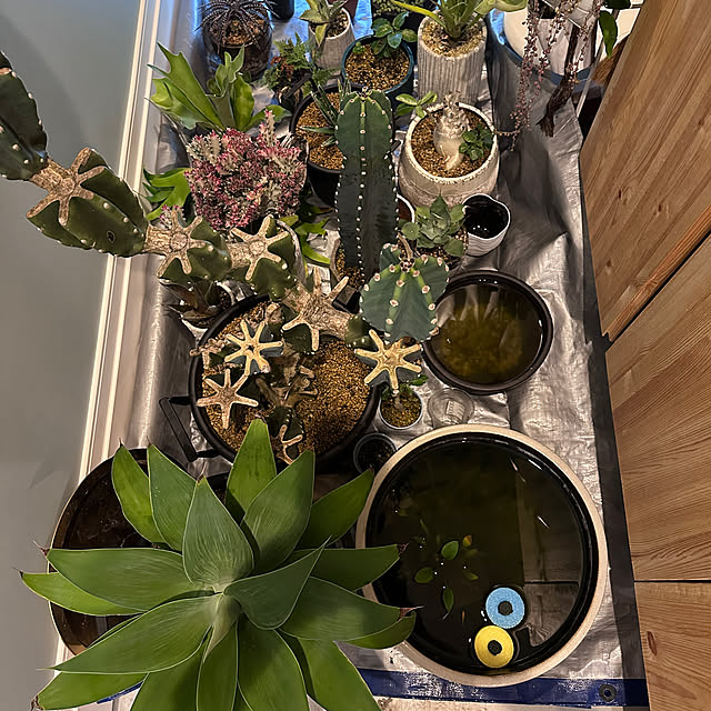 Shiguさんの部屋