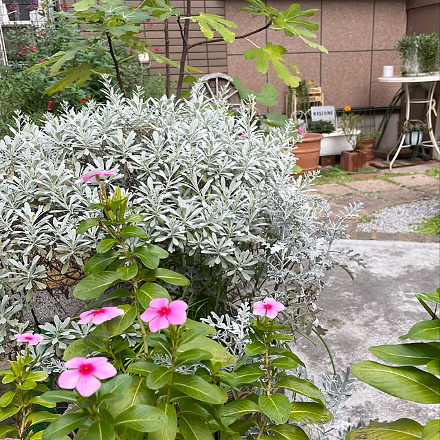 puriyuzuさんの実例写真
