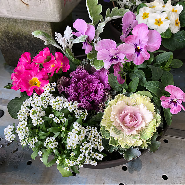 scabiosa1982さんの実例写真