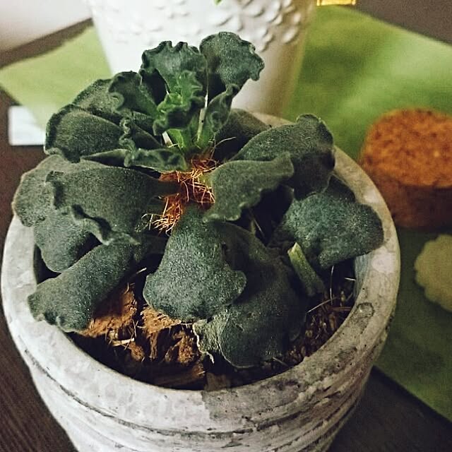 棚/多肉植物のインテリア実例 - 2017-04-03 15:19:57