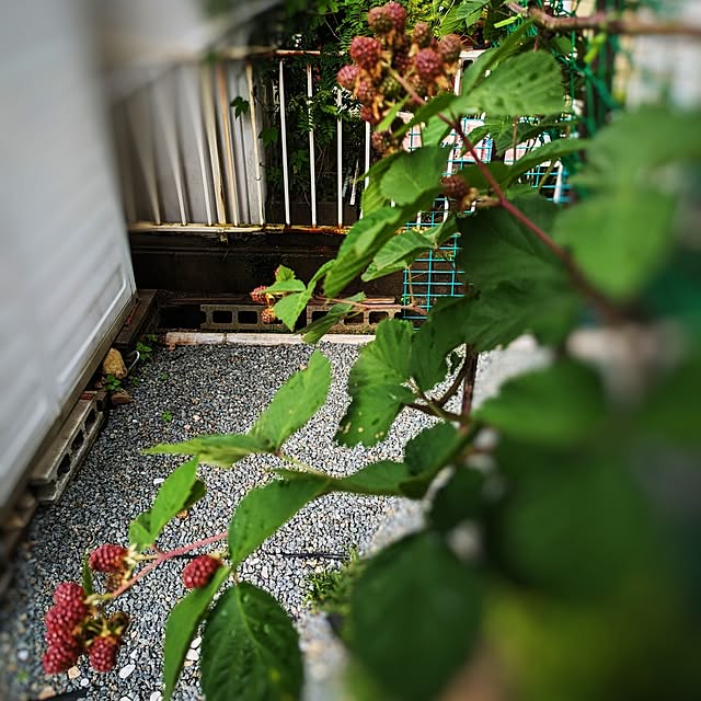 Renさんの実例写真
