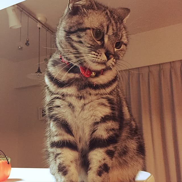 hiyupan88さんの実例写真