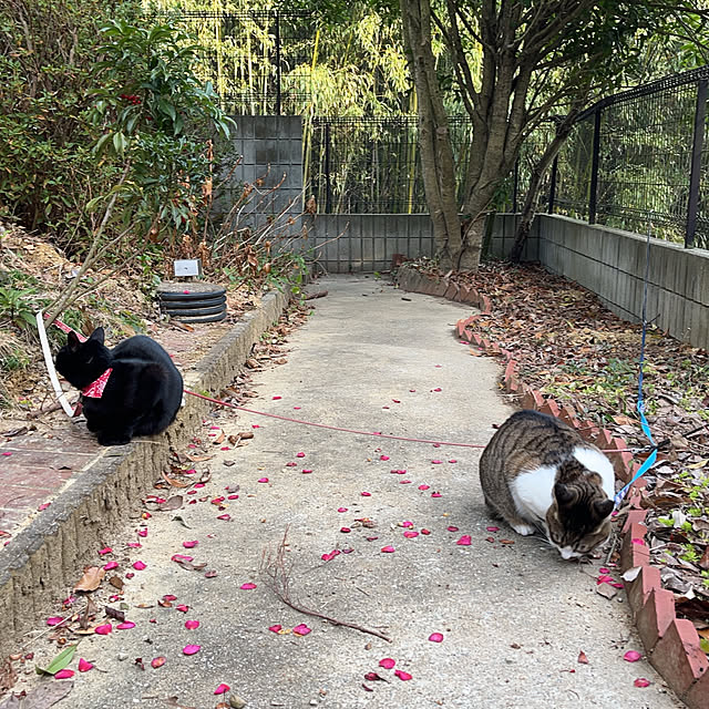 jijiさんの実例写真