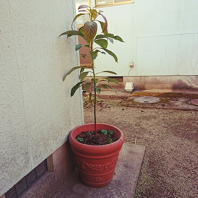 gomachaboさんの実例写真