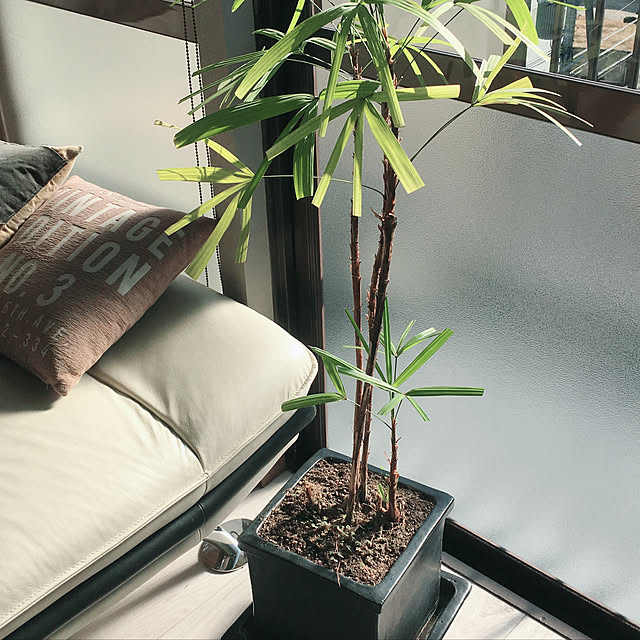 観葉植物/ナチュラル/DIY/リノベーション/男前...などのインテリア実例 - 2019-10-22 23:11:39