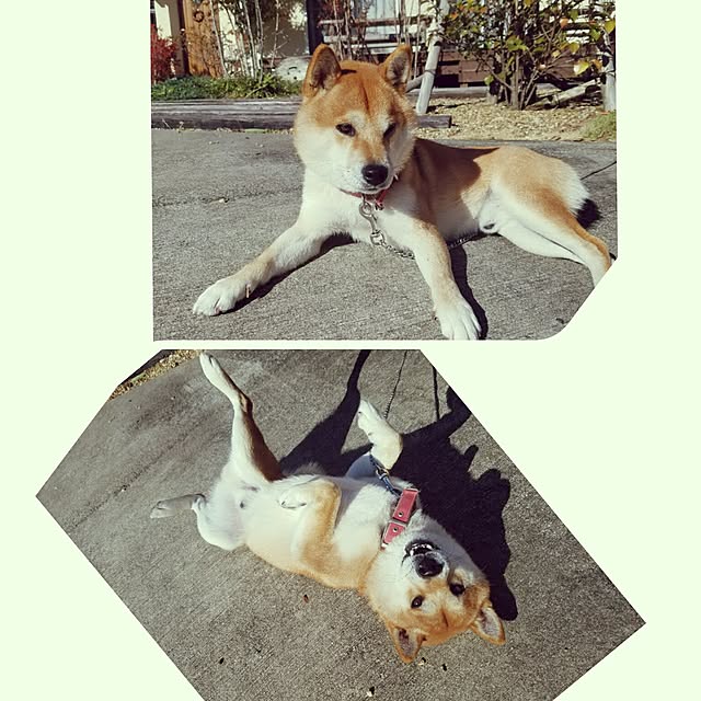 kosaさんの実例写真