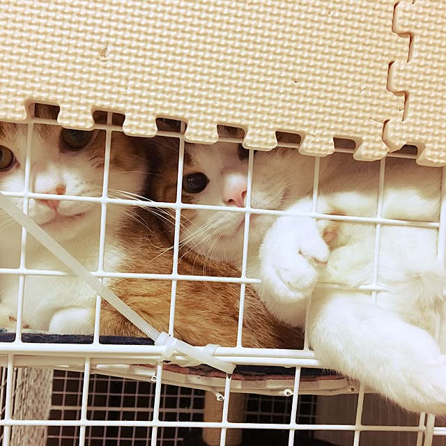 kaihazuさんの実例写真