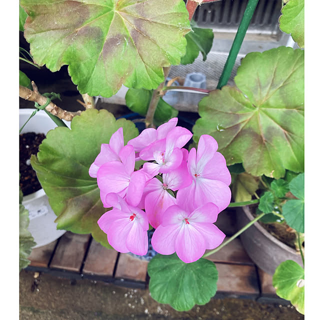 CoCo0617さんの部屋