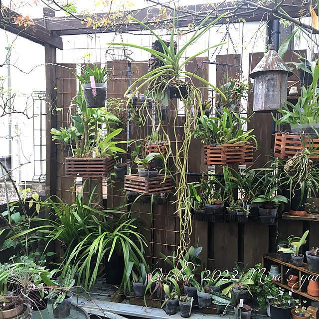 パーゴラ/植物のある暮らし/植物/蘭のある暮らし/NO GREEN NO LIFE...などのインテリア実例 - 2022-10-14 19:49:20
