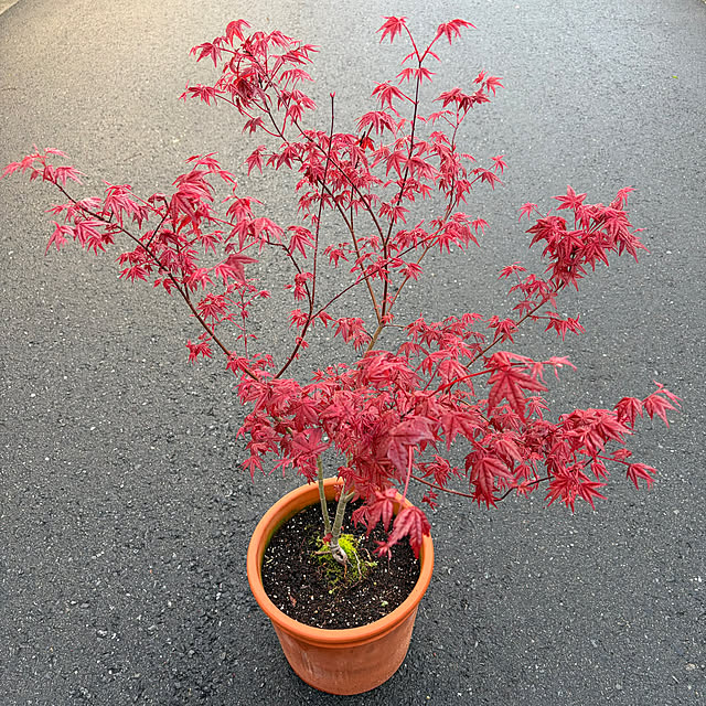 poi.cueさんの部屋