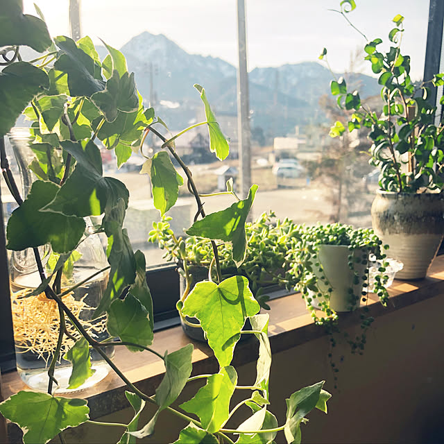 観葉植物/リビングのインテリア実例 - 2020-03-13 08:06:39