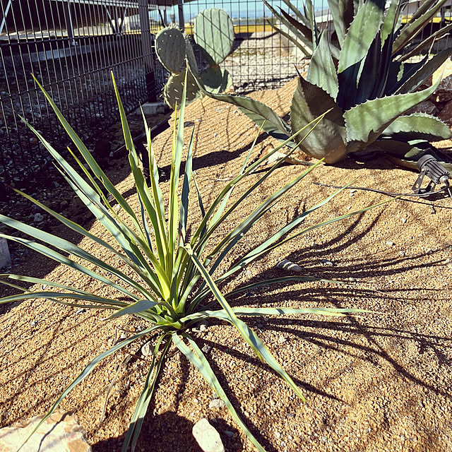玄関/入り口/観葉植物/サボテン/DIY/コンクリート...などのインテリア実例 - 2023-10-08 16:56:24