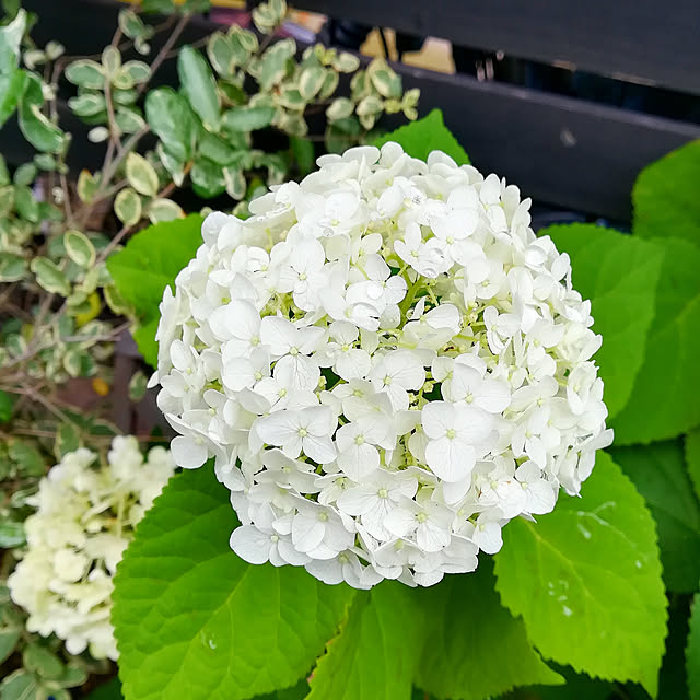 VERANDARJUNさんの実例写真