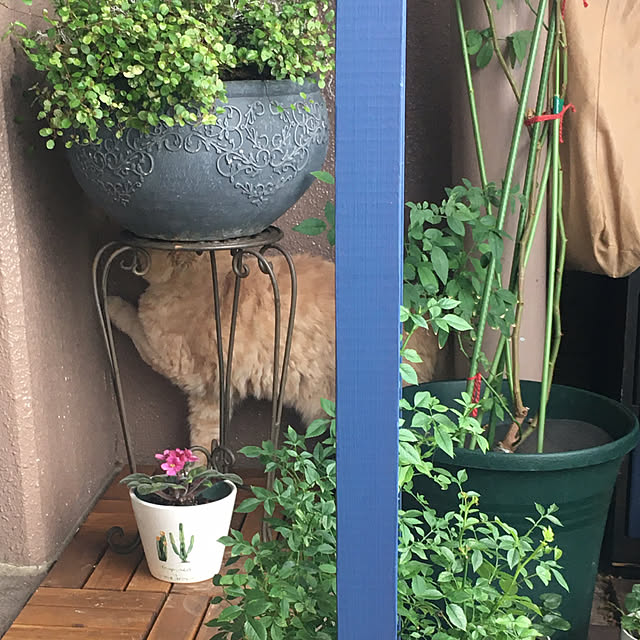 naokoさんの部屋