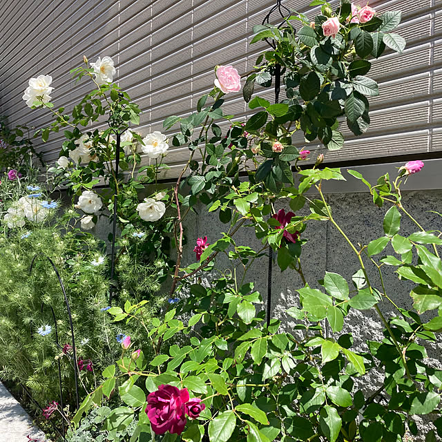 Virolさんの部屋
