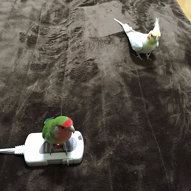 toratanさんの実例写真