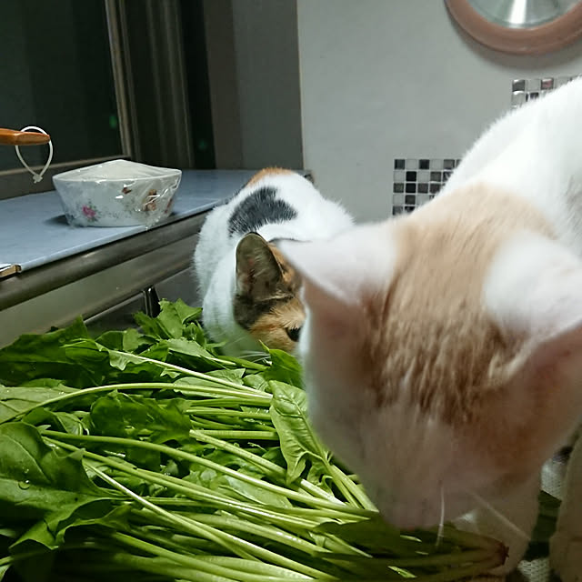 実例写真