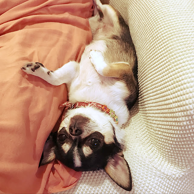 miiさんの実例写真