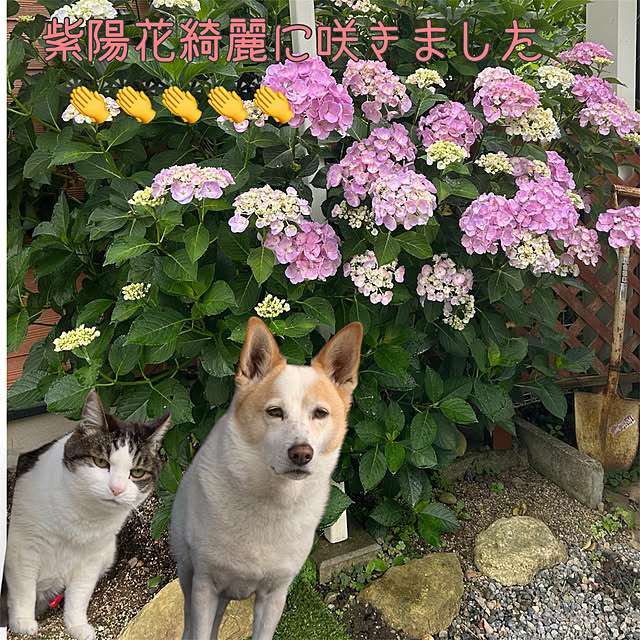 akochanさんの実例写真