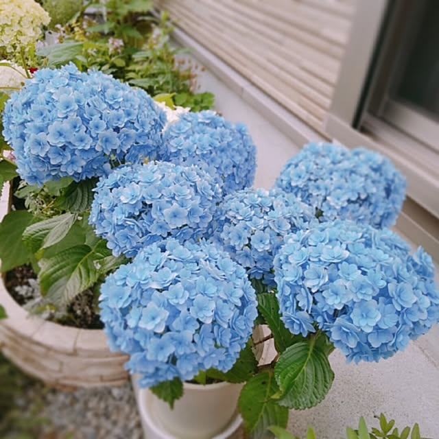 aikkoさんの実例写真