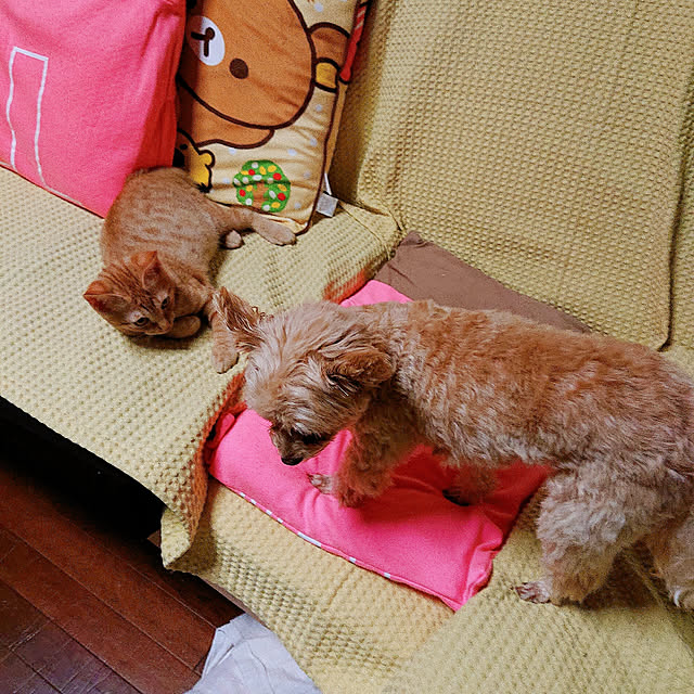 kikiさんの実例写真