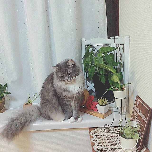 mii-tanさんの実例写真