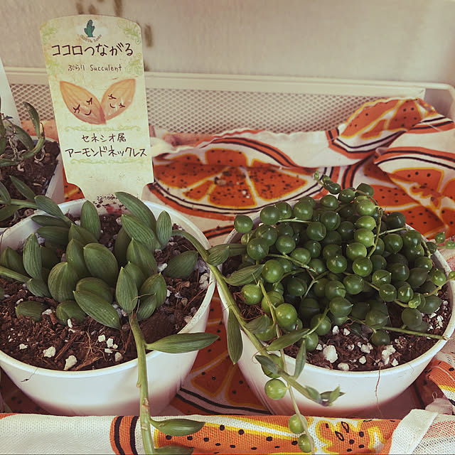 uchidaizuさんの実例写真