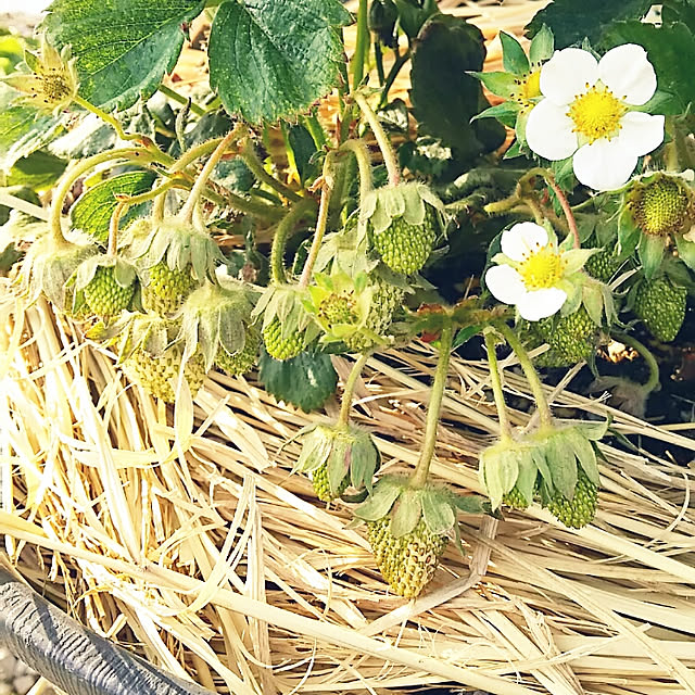 sunflowerさんの実例写真