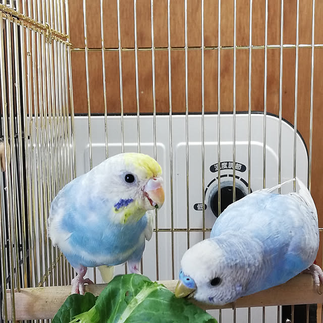 amanojakuさんの実例写真