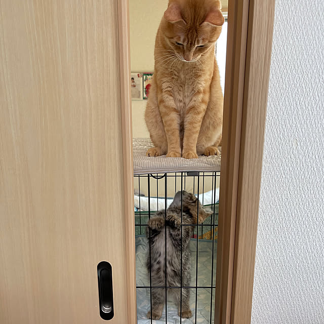 chiiさんの実例写真