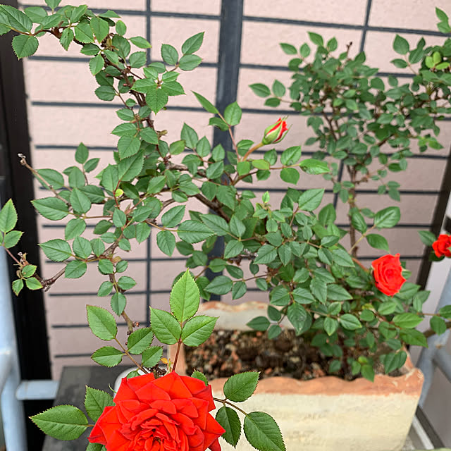 pakilaさんの実例写真