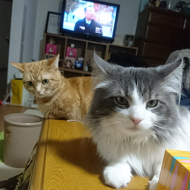 shinobuさんの実例写真