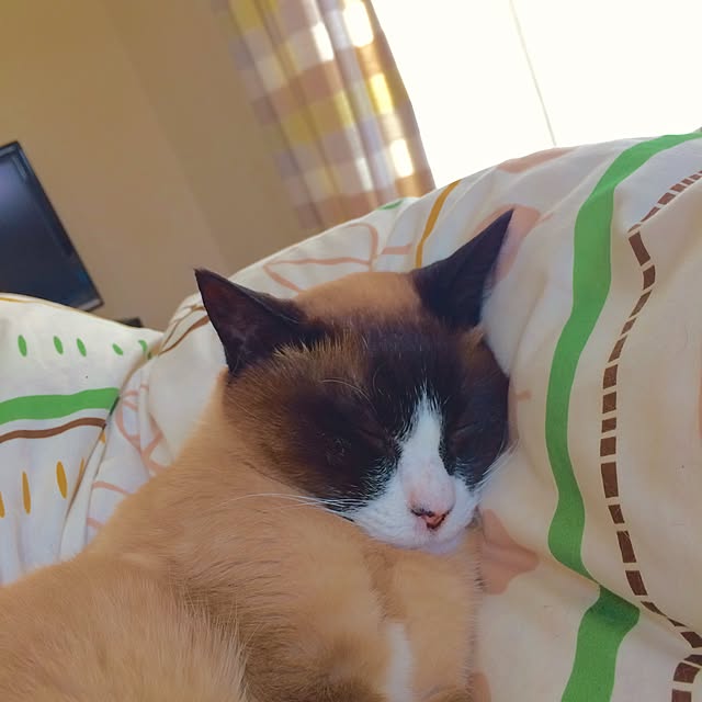 mini_archさんの実例写真