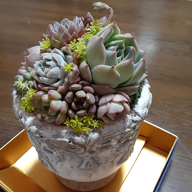 玄関/入り口/多肉植物/雑貨/観葉植物/ハンドメイドのインテリア実例 - 2020-03-15 19:31:30