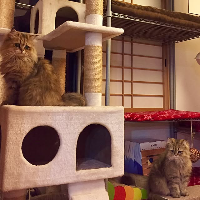 butachanさんの実例写真