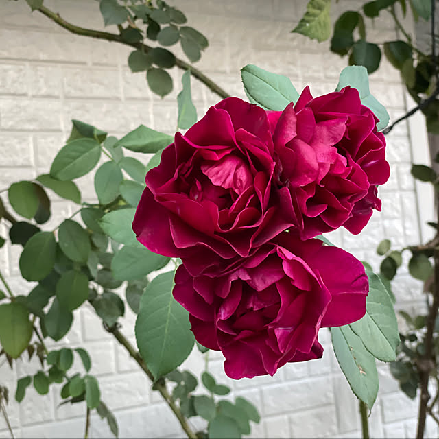 shiropenguinさんの実例写真