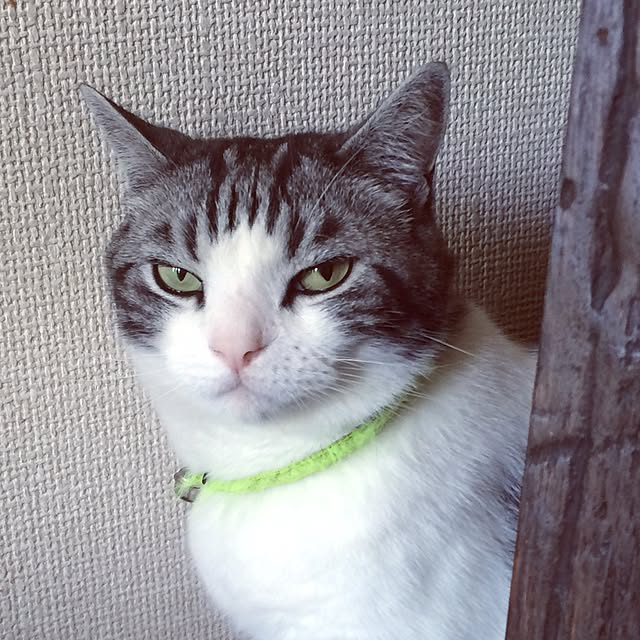 kazuさんの実例写真
