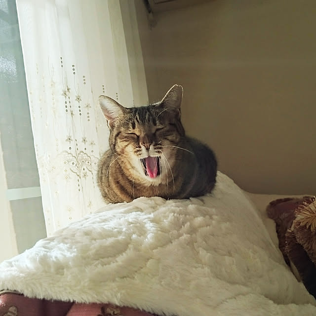 lilyさんの実例写真
