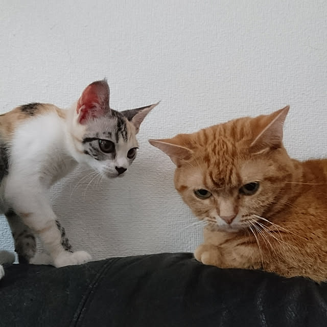 shinobuさんの実例写真