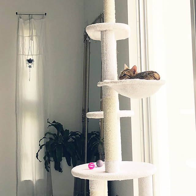 白いキャットタワーのおすすめ商品とおしゃれな実例 | RoomClip 白いキャットタワーのおすすめ商品とおしゃれな実例 | RoomClip